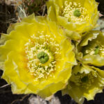 Opuntia