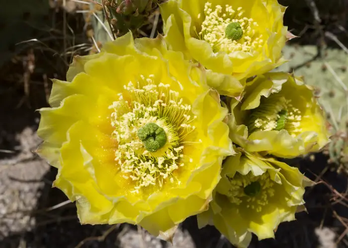 Opuntia (Prickly Pear)