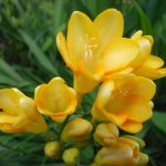 Freesia