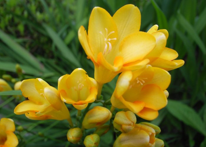 Freesia (Freesia)