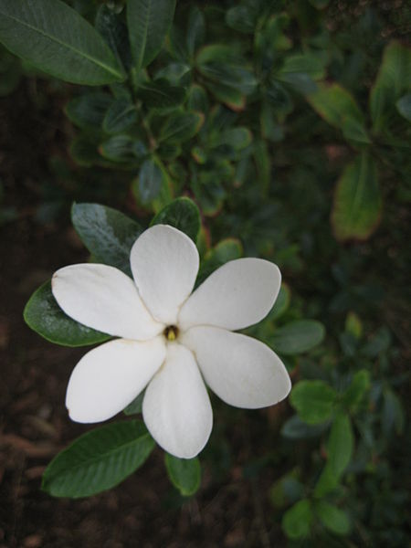 Gardenia (Gardenia) – A to Z Flowers