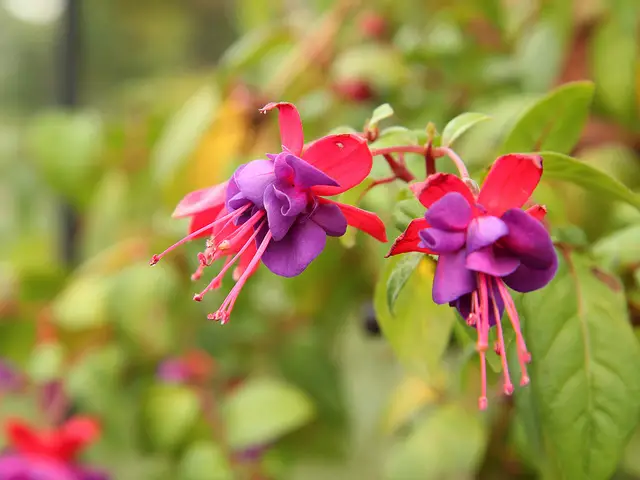 Fuchsia (Lady's Eardrop) – A to Z Flowers