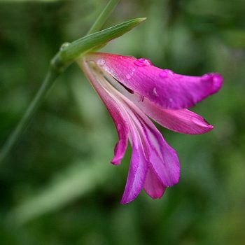 Gladiolus