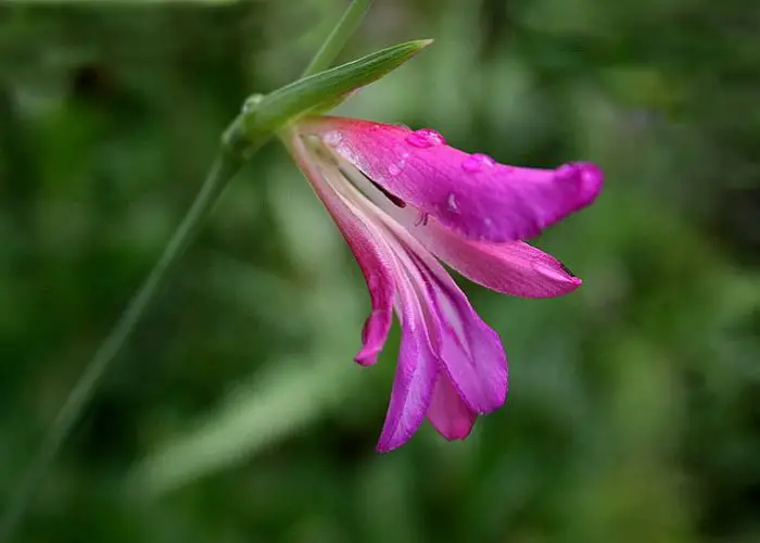 Gladiolus (Gladiola; Sword Lily)