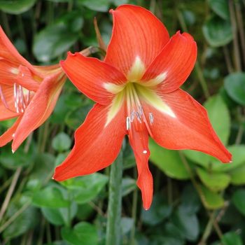 Hippeastrum