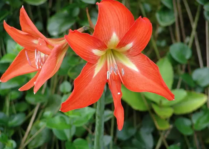 Hippeastrum (Amaryllis)