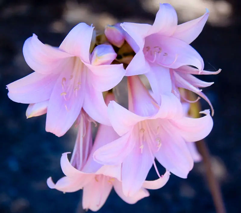 Amaryllis Flower Interesting Facts