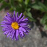 Aster