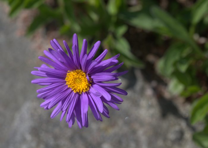 Aster (Starwort; Frost Flower)