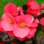 Begonia