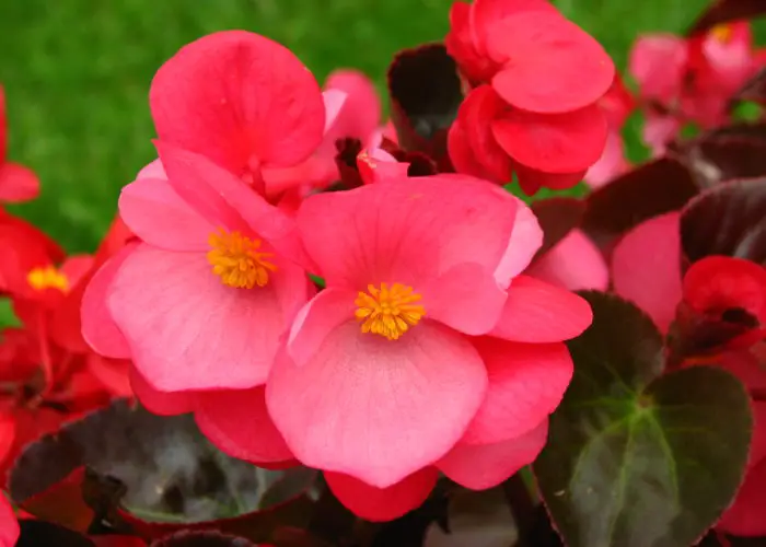 Begonia (Begonia)