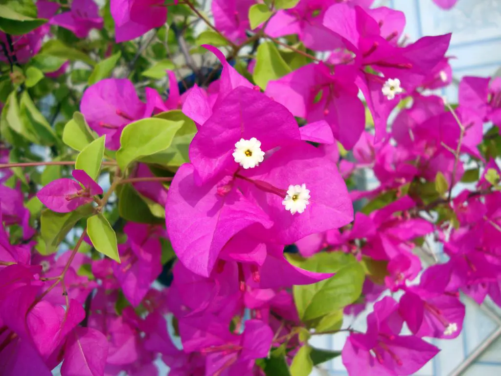 Bougainvillea Flower - Meaning and Interesting Facts – A to Z Flowers