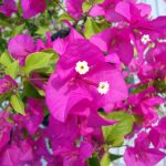 Bougainvillea