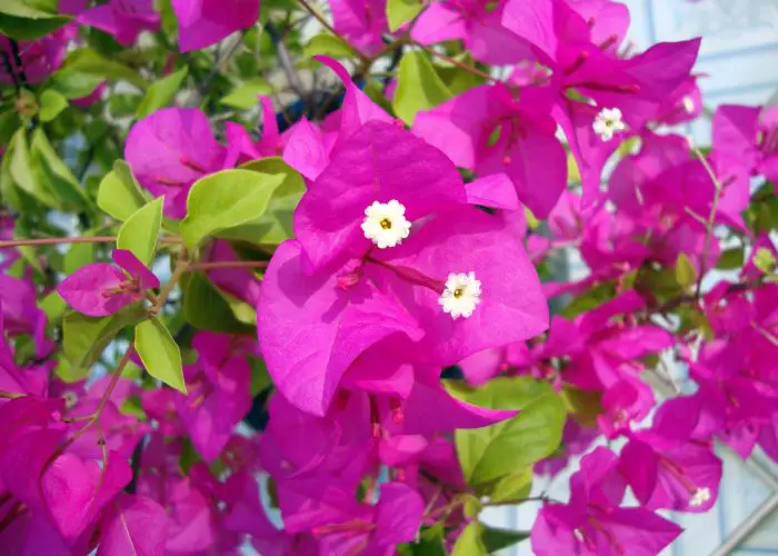 Bougainvillea (Bougainvillea)