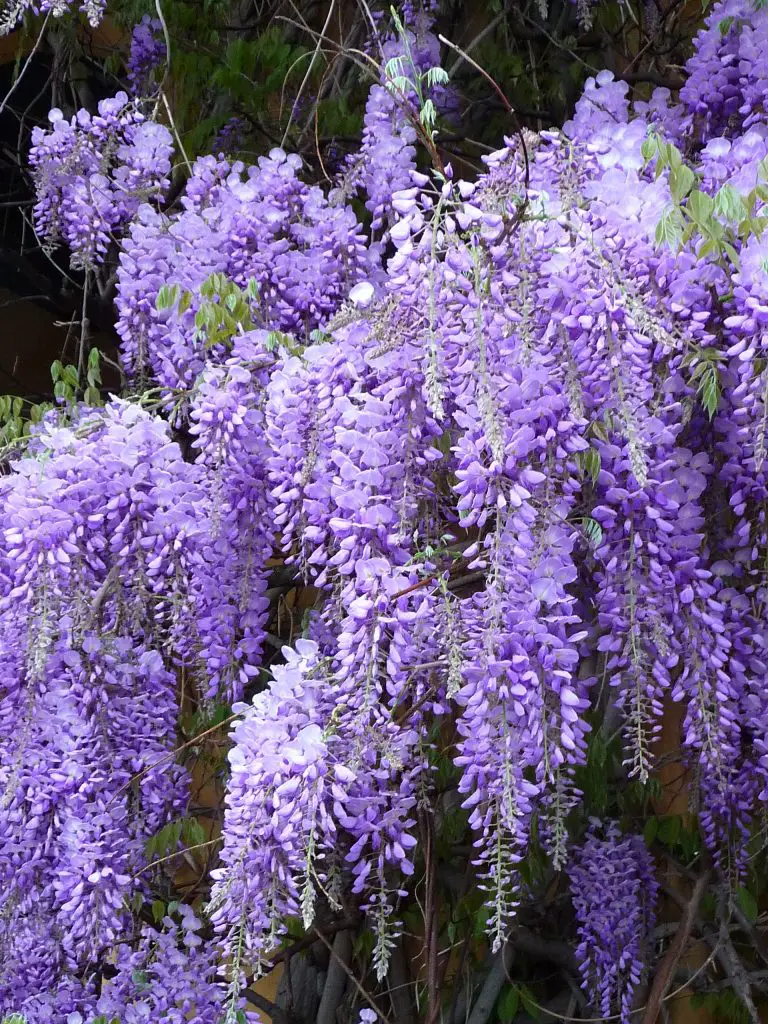 Kerala Flowers English Names Various Flowers In Kerala English Names Youtube