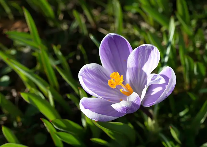 Crocus (Crocus)