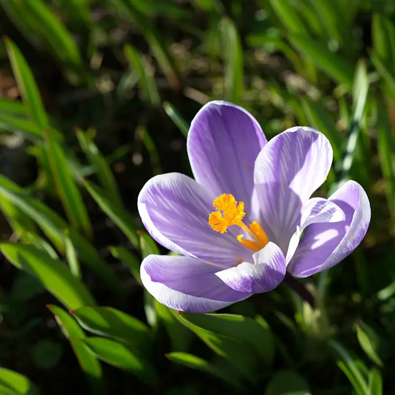 Flowers that symbolize Rebirth A to Z Flowers