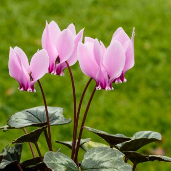 Cyclamen