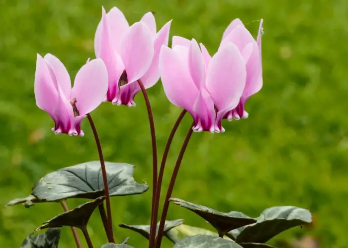 Cyclamen (Sowbread)