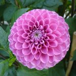 Dahlia