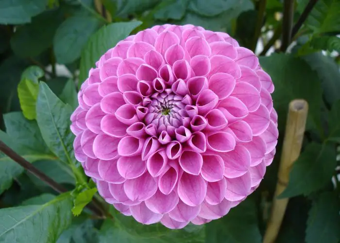 Dahlia (Dahlia)