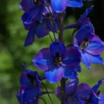 Delphinium