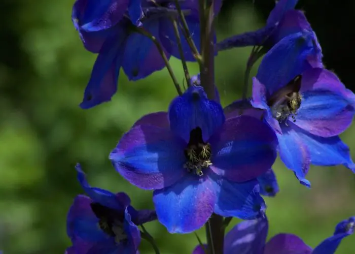 Delphinium (Larkspur)