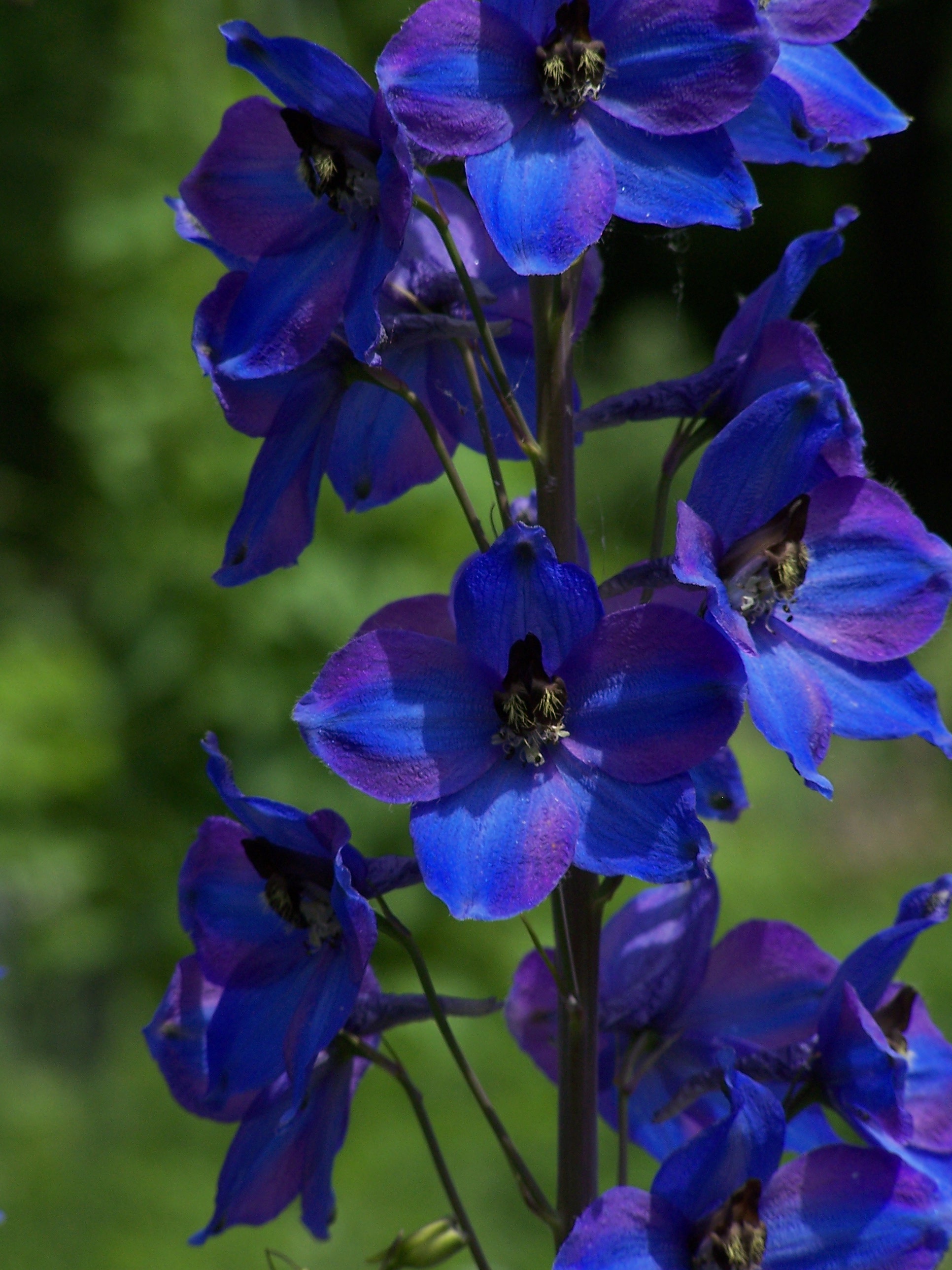 Delphinium (Larkspur) | A to Z Flowers