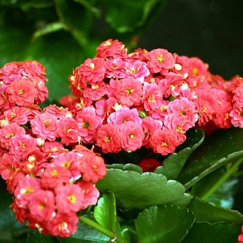 Kalanchoe