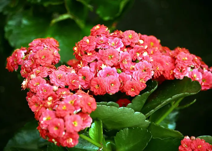 Kalanchoe (Kalanchoe)