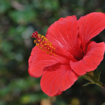 Hibiscus