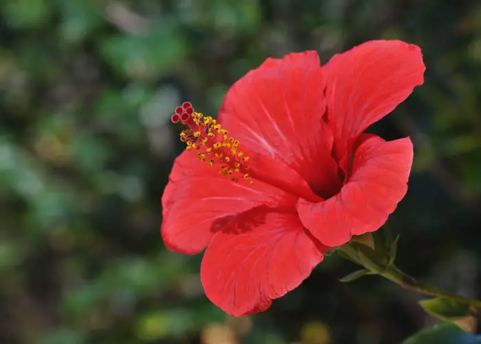 Hibiscus (Rose Mallow)