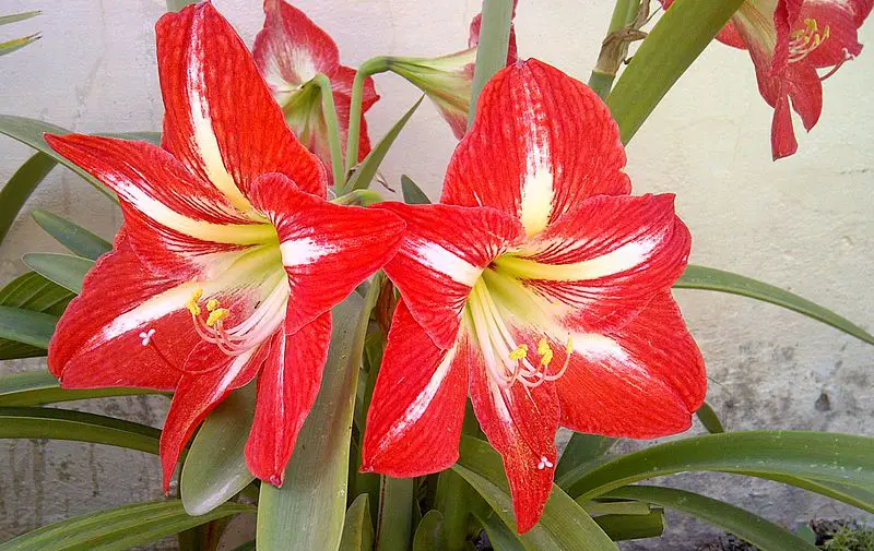 Hippeastrum (Amaryllis) – A to Z Flowers