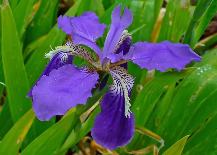 Iris (Iris)