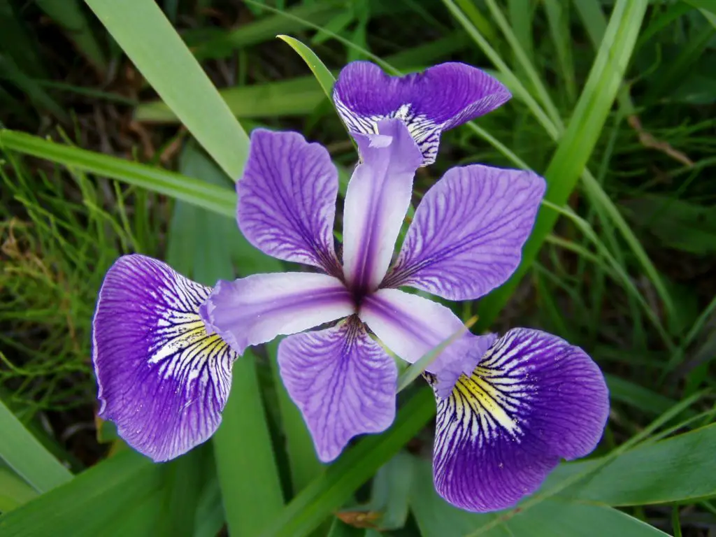 Iris Flower: Varieties to Grow and How to Care for Them