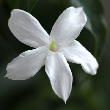 Jasminum