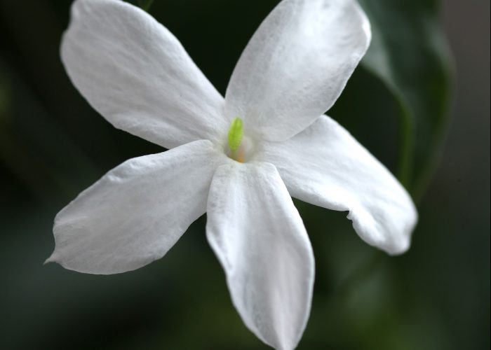 Jasminum (Jasmine)