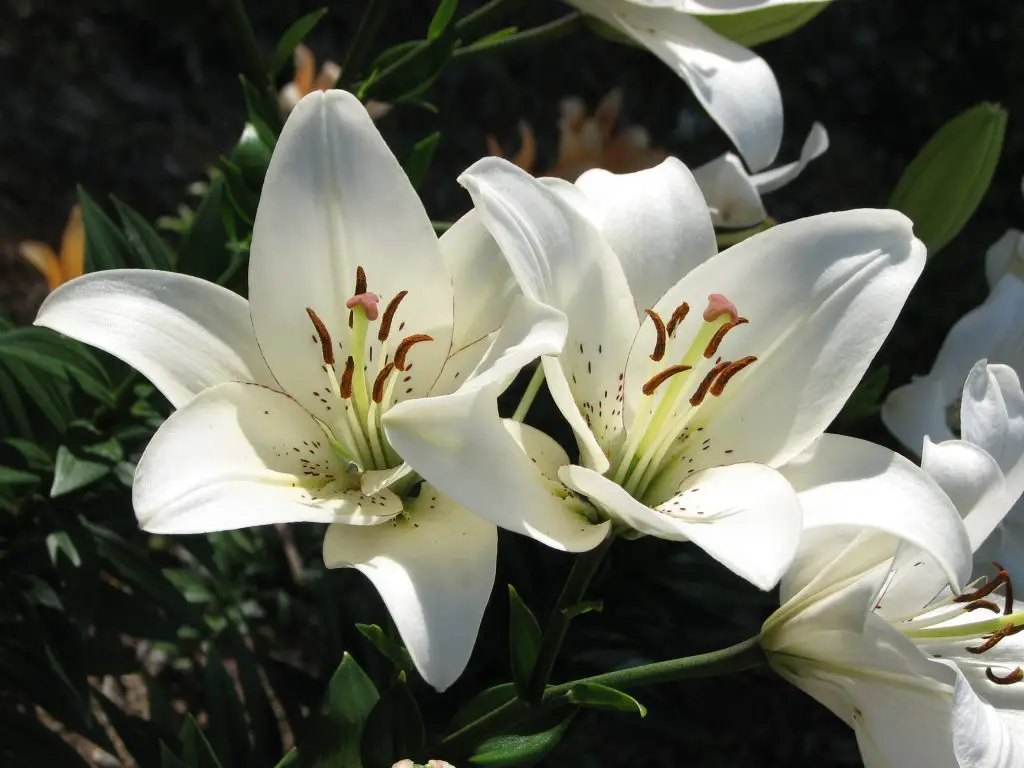 Lilium Lily A To Z Flowers Lilium Lily A To Z Flowers