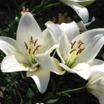 Lilium