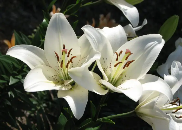 Lilium (Lily)