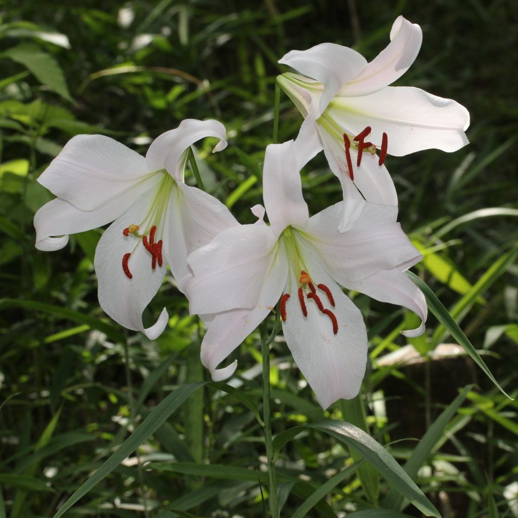 Lilium Lily A To Z Flowers Lilium Lily A To Z Flowers