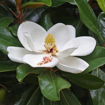 Magnolia