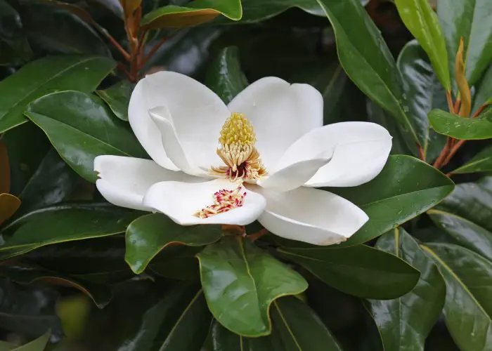 Magnolia (Magnolia)