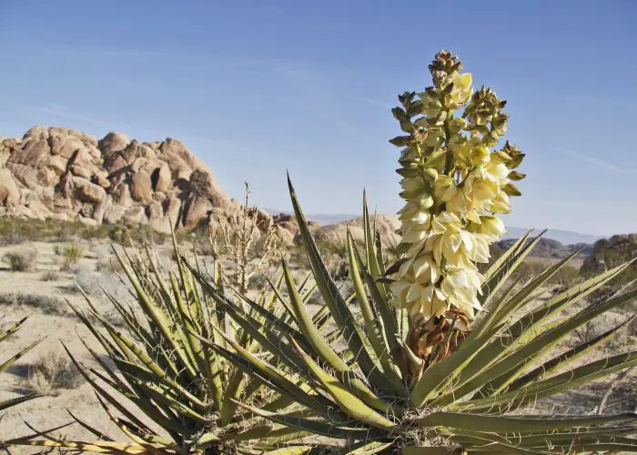 Yucca (Yucca)