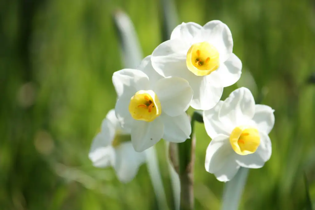 story of narcissus flower