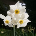 Narcissus