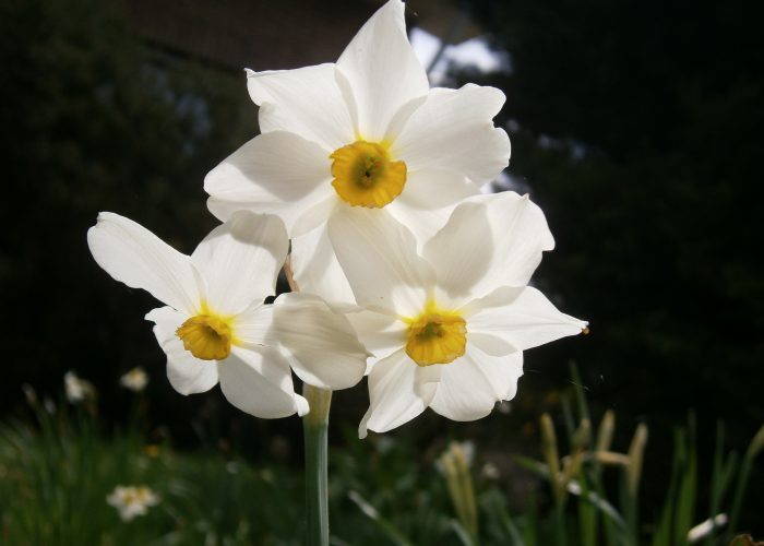 Narcissus (Daffodil)