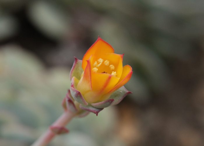 Echeveria (Hen and Chicks)
