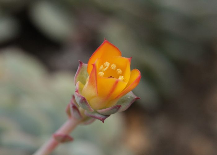 Echeveria (Hen and Chicks)