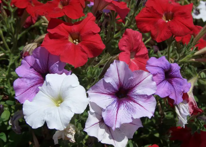 Petunia (Petunia)